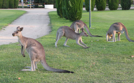benalla-kangaroos