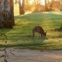 Melissa Tweedale Kangaroo